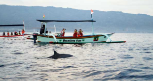 Pantai Lovina Bali Menyaksikan Lumba-lumba di Laut BaliPantai Lovina Bali Menyaksikan Lumba-lumba di Laut Bali