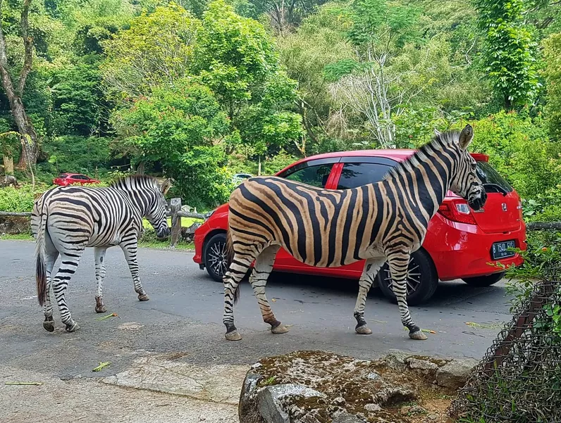 Taman Safari Bogor Petualangan Seru dengan Satwa Liar